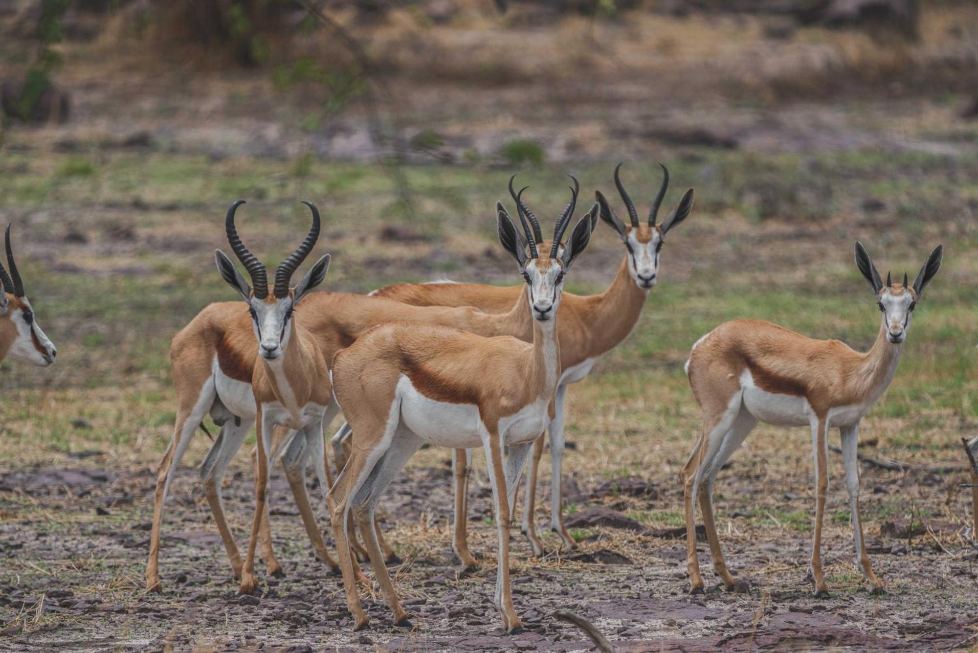 Grassland Safari Lodge Ghanzi Esterno foto